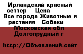 Ирландский красный сеттер. › Цена ­ 30 000 - Все города Животные и растения » Собаки   . Московская обл.,Долгопрудный г.